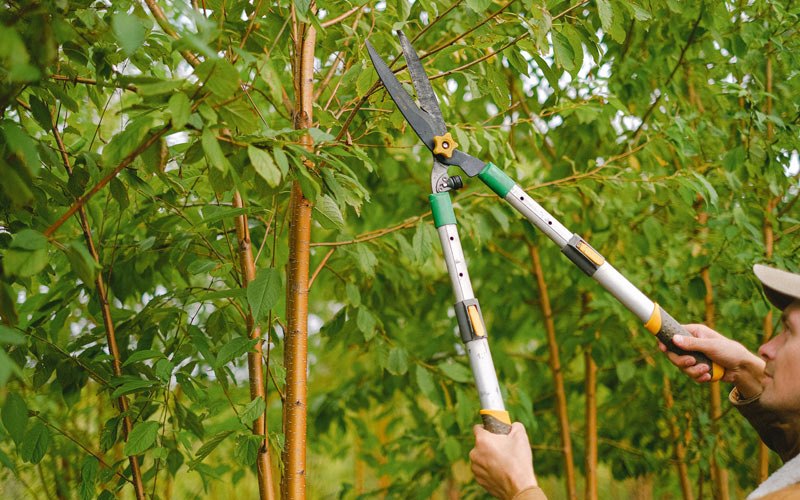 Tree trimming in Woodward, IA