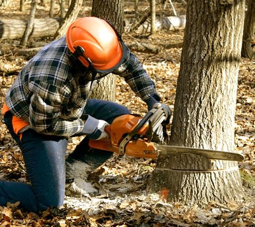 Tree Removal in Woodward, IA
